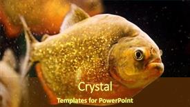  Presentation with swimming - PPT theme enhanced with fish breeding - red piranha serrasalmus nattereri swimming background and a tawny brown colored foreground