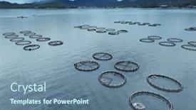  Presentation with marine industry - Slide deck consisting of fish-breeding-industry-fish-cages background and a ocean colored foreground
