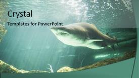  Presentation with under water - Beautiful PPT theme featuring fish cage - dangerous and powerful shark swimming backdrop and a mint green colored foreground