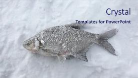  Presentation with ice frozen - Beautiful presentation theme featuring fish catch of freshwater bream backdrop and a  colored foreground