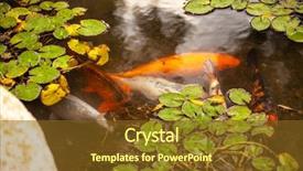  Presentation with koi fish - PPT layouts with fish colors in the park background and a tawny brown colored foreground