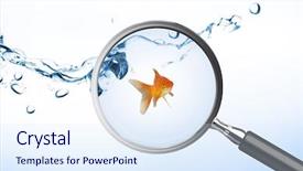  Presentation with goldfish - Colorful theme enhanced with computer theme - goldfish against white screen backdrop and a  colored foreground
