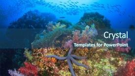  Presentation with sea coral - Presentation having fish coral reef sea ocean background and a ocean colored foreground