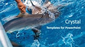  Presentation with shark fin - Presentation theme consisting of fish cutting for fin trade background and a ocean colored foreground
