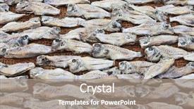  Presentation with sri lanka - PPT layouts consisting of fish-drying-in-the-sun background and a gray colored foreground