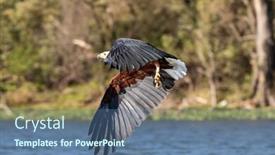  Presentation with predators - Audience pleasing slide set consisting of fish-eagle-haliaeetus-vocifer-catching backdrop and a ocean colored foreground