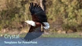  Presentation with predators - Audience pleasing presentation consisting of fish-eagle-haliaeetus-vocifer-catching backdrop and a ocean colored foreground