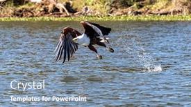  Presentation with predators - Colorful presentation design enhanced with fish-eagle-haliaeetus-vocifer-catching backdrop and a seafoam green colored foreground
