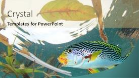  Presentation with polluted - Slide deck with fish-eating-plastic-in-polluted background and a blonde colored foreground