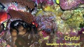  Presentation with oil pollution on sea - Slide deck consisting of fish enviroment - red sea coral background and a tawny brown colored foreground