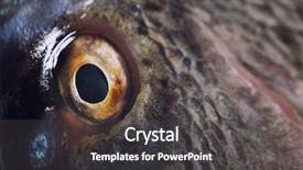  Presentation with artistic - Amazing PPT theme having fish eye close up artistic backdrop and a  colored foreground