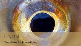  Presentation with animal eye - Presentation theme enhanced with fish-eye-close-up-detail background and a yellow colored foreground