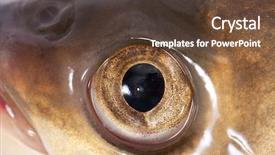  Presentation with fish scales - Slides with fish eye close-up background and a tawny brown colored foreground