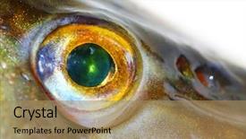  Presentation with eye care retina - Audience pleasing slide deck consisting of fish eye the northern pike backdrop and a coral colored foreground