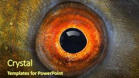  Presentation with prosthetic eye - Theme featuring fish eye the tench - tinca background and a tawny brown colored foreground