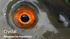  Presentation with eye - Audience pleasing presentation consisting of fish eye the tench - tinca backdrop and a tawny brown colored foreground