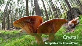  Presentation with mushroom - Beautiful PPT theme featuring fish eye view of mushroom backdrop and a tawny brown colored foreground
