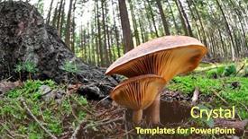  Presentation with mushroom - Slides consisting of fish eye view of mushroom background and a tawny brown colored foreground