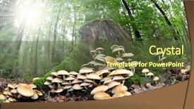  Presentation with mushroom - PPT layouts with fish eye view of mushroom background and a tawny brown colored foreground