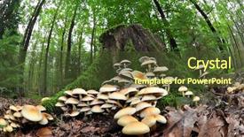  Presentation with mushroom - Colorful slides enhanced with fish eye view of mushroom backdrop and a tawny brown colored foreground