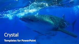  Presentation with fish feeder - Colorful presentation theme enhanced with fish feeder - whale shark backdrop and a dark gray colored foreground