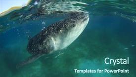  Presentation with fish feeder - PPT theme having fish feeder - whale shark background and a ocean colored foreground