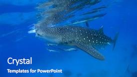  Presentation with fish feeder - Audience pleasing slide set consisting of fish feeder - whale shark backdrop and a cobalt blue colored foreground
