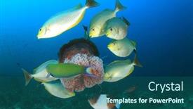  Presentation with jellyfish - Colorful presentation design enhanced with fish-feeding-on-jellyfish backdrop and a ocean colored foreground