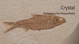  Presentation with fossil - Audience pleasing slides consisting of fish fossil backdrop and a  colored foreground