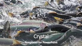  Presentation with salmon fish - Amazing PPT layouts having fish habitat - salmon spawning backdrop and a dark gray colored foreground