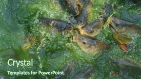  Presentation with freshwater fish - Amazing theme having fish hungry such as catfish backdrop and a ocean colored foreground