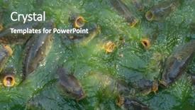  Presentation with fish river - PPT layouts consisting of fish hungry such as catfish background and a ocean colored foreground