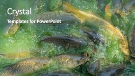  Presentation with freshwater fish - Beautiful slides featuring fish hungry such as catfish backdrop and a ocean colored foreground