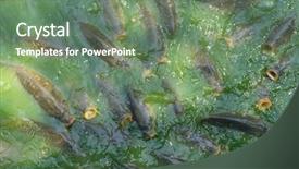  Presentation with fish river - PPT layouts featuring fish hungry such as catfish background and a seafoam green colored foreground