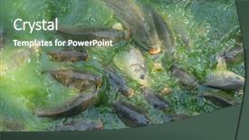  Presentation with fish river - Cool new presentation with fish hungry such as catfish backdrop and a ocean colored foreground