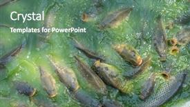  Presentation with fish river - Presentation theme enhanced with fish hungry such as catfish background and a ocean colored foreground