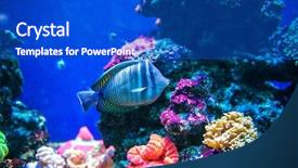  Presentation with fish aquarium - PPT theme enhanced with fish in aquarium saltwater world background and a cobalt blue colored foreground