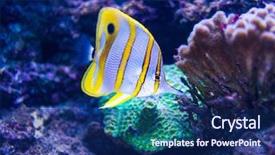  Presentation with fish aquarium - Audience pleasing presentation design consisting of fish in aquarium saltwater world backdrop and a navy blue colored foreground