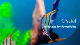  Presentation with fish aquarium - PPT layouts consisting of fish in aquarium saltwater world background and a  colored foreground