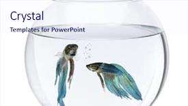  Presentation with betta fish - Colorful slide deck enhanced with fighting fish in fish bowl backdrop and a sky blue colored foreground