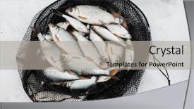  Presentation with fish net - Audience pleasing presentation theme consisting of fish in net cage backdrop and a  colored foreground