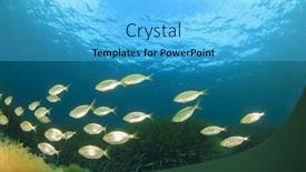  Presentation with tuna fish underwater in ocean - Colorful presentation design enhanced with fish in ocean background backdrop and a light blue colored foreground