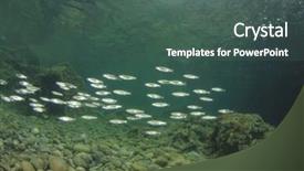  Presentation with fish ocean - Presentation theme consisting of pebble ripple water - fish in ocean background background and a ocean colored foreground