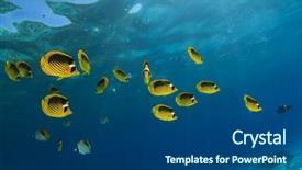  Presentation with fish ocean - PPT theme featuring fish in ocean red sea background and a ocean colored foreground