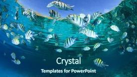  Presentation with fish ocean - Slide set enhanced with fish in ocean scissortail sergeant majors background and a ocean colored foreground