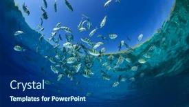  Presentation with fish ocean - Amazing presentation design having fish in ocean scissortail sergeant majors backdrop and a ocean colored foreground
