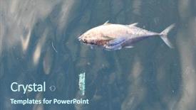  Presentation with ocean pollution - Colorful slide deck enhanced with fish in polluted ocean pollution backdrop and a ocean colored foreground
