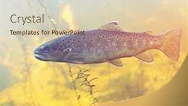  Presentation with fish pond - Beautiful slide set featuring fish in pond underwater view - instagram effect backdrop and a soft green colored foreground