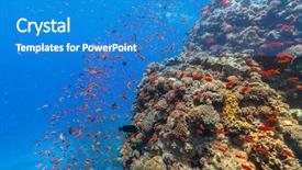  Presentation with coral reef - Cool new slides with fish in red sea backdrop and a teal colored foreground