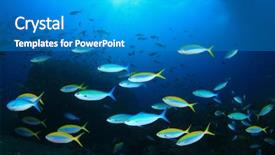  Presentation with sea animals - PPT theme enhanced with fish in sea background and a gray colored foreground